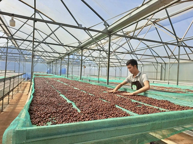 BẠN CÓ ĐANG UỐNG CÀ PHÊ THẬT HAY CHỈ LÀ “CÀ PHÊ” TRỘN ĐẬU NÀNH VÀ BẮP RANG? KHÁM PHÁ NGAY CÁCH NHẬN BIẾT!