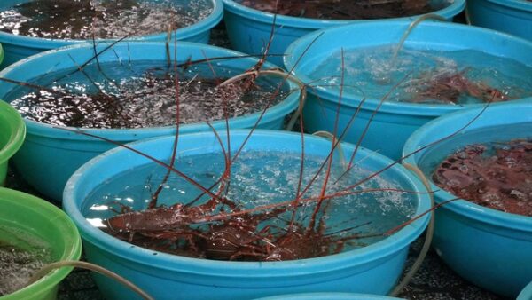 KHÁM PHÁ NHỮNG HỘ KINH DOANH “KHỦNG” CÓ DOANH THU TRÊN 200 TỶ ĐỒNG MỖI NĂM TẠI VIỆT NAM!