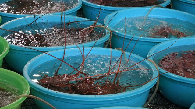 KHÁM PHÁ NHỮNG HỘ KINH DOANH “KHỦNG” CÓ DOANH THU TRÊN 200 TỶ ĐỒNG MỖI NĂM TẠI VIỆT NAM!