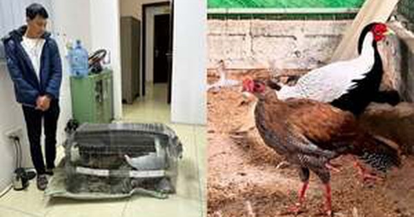 5 LUẬT SƯ BÀO CHỮA MIỄN PHÍ CHO NGƯỜI NUÔI GÀ LÔI TRẮNG BỊ TÙ ÁP 6 NĂM—CHUẨN BỊ GÌ ĐỂ XỬ LÝ VỤ ÁN GAY CẮT NÀY?